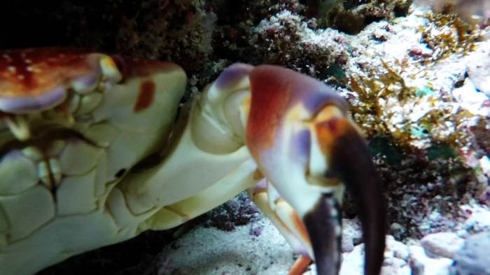 Recovered gopro has footage of a crab selfie